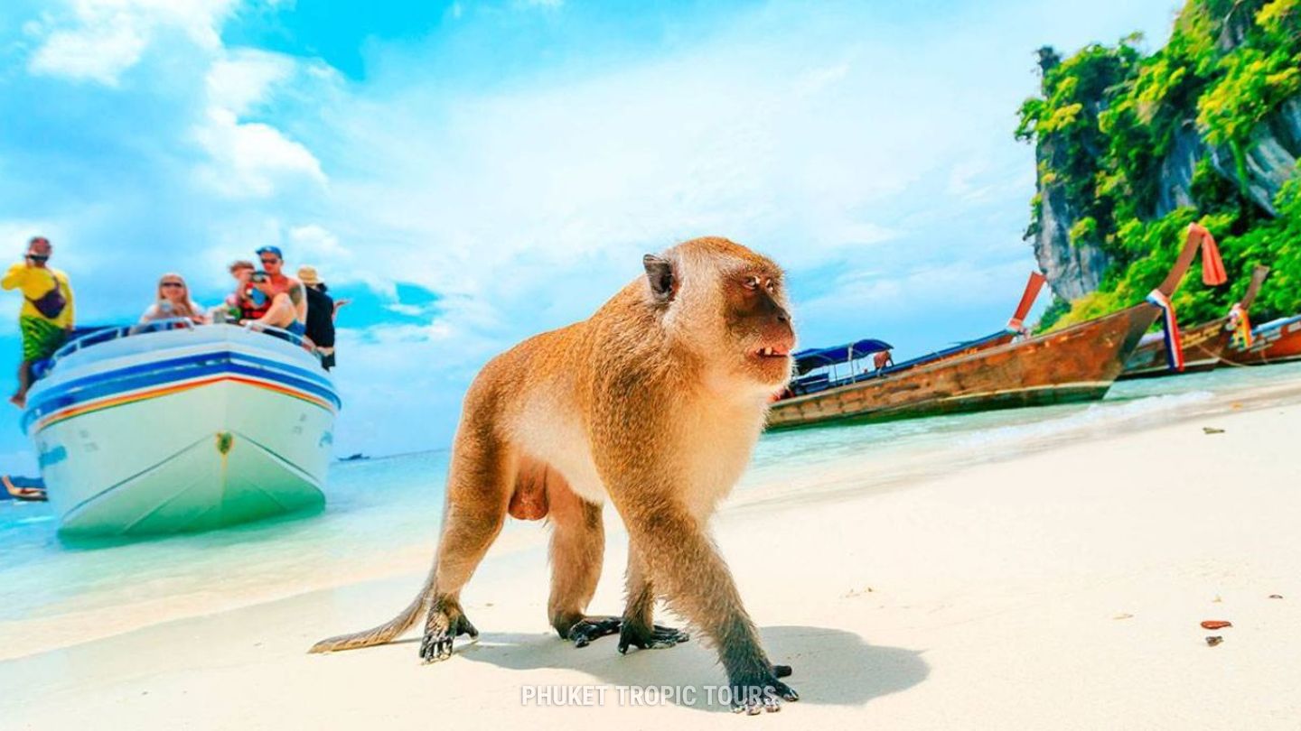 Monkey Beach on Phi Phi Don